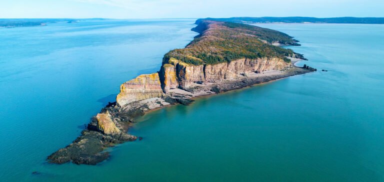 whale jumping above water